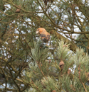 Parrot Crossbill