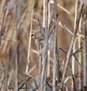 Penduline Tit