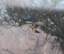 Pallid Harrier