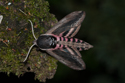 Privet Hawkmoth