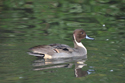 Pintail
