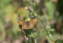 Queen of Spain Fritillary