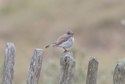Red Breasted Flycatcher