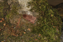 Red Chestnut