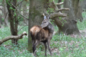 Red Deer