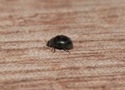 Rhyzobius forestieri