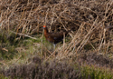 Red Grouse