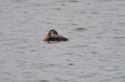 Red Necked Grebe