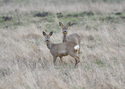 Roe Deer
