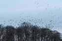 Corvid Roost