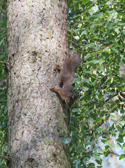 Red Squirrel