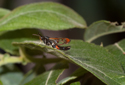 Red tipped Clearwing