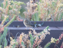 Red Throated Pipit