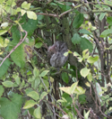 Scops Owl