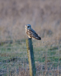 Short Eared Owl