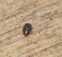 Scymnus haemorroidalis