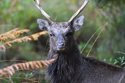 Sika