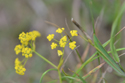 Sickle-leaved Hare's-ear 