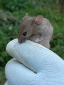 House Mouse