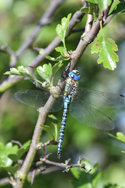 Southern migrant Hawker
