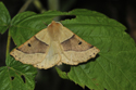 Scalloped Oak