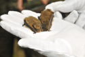 Soprano Pipistrelle