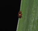 Spotted Pond Ladybird