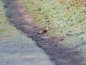 Stoat