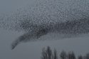 Starlings