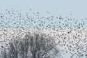 Starlings