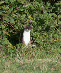 Stoat