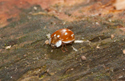Striped Ladybird