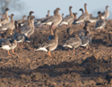 Tundra Bean Goose