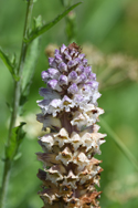 Thistle Broomrape