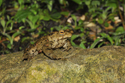 Toad