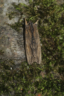 Tawny Pinion