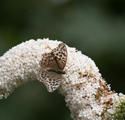 Silver Washed Fritillary var valenzina