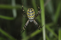 Wasp Spider