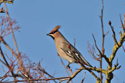 Waxwing