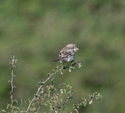 Woodchat Shrike