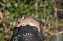 Wood Mouse