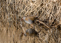 Water Rail