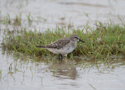 White Rumped Sandpiper