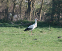 White Stork