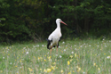 White Stork