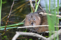 Water Vole