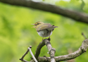 Wood Warbler