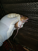 Yellow Necked Mouse