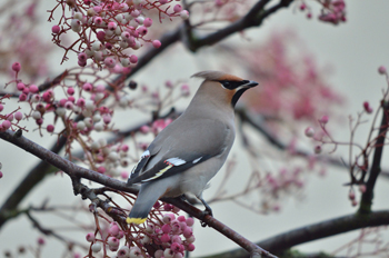 Waxwing