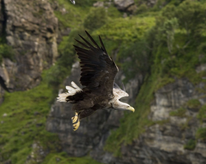 White tailed Eagle